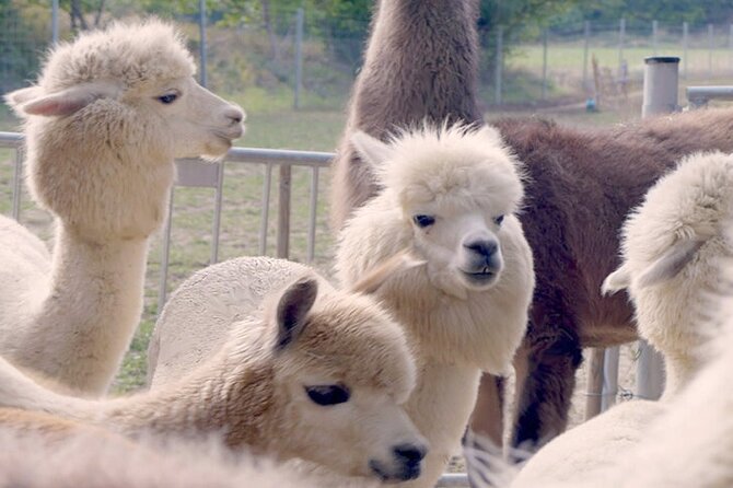 Alpaca and llama hike Moedling near Vienna - Alpaca and llama hiking around Mödling, near Vienna