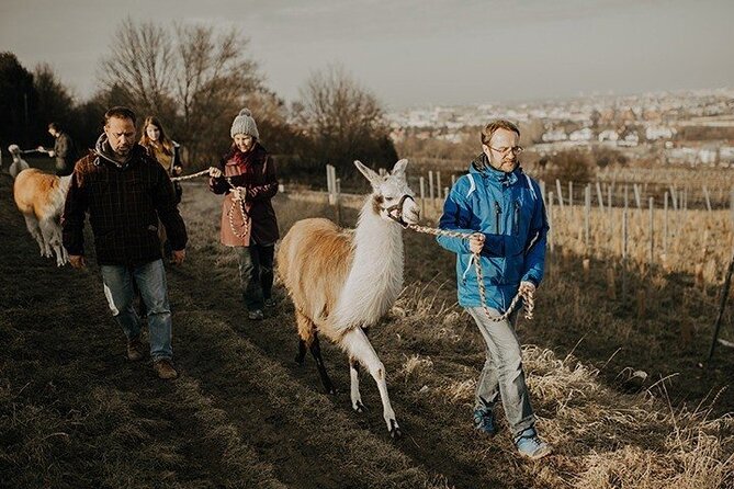 Alpaca and llama hike Moedling near Vienna - Meeting at In den Messerern, 2340 Mödling, and starting smoothly