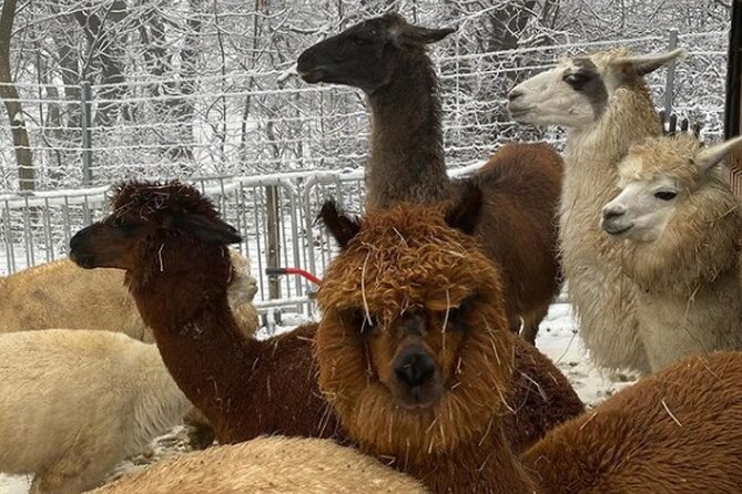 Alpaca and llama hike Moedling near Vienna - Getting the most out of your alpaca and llama time