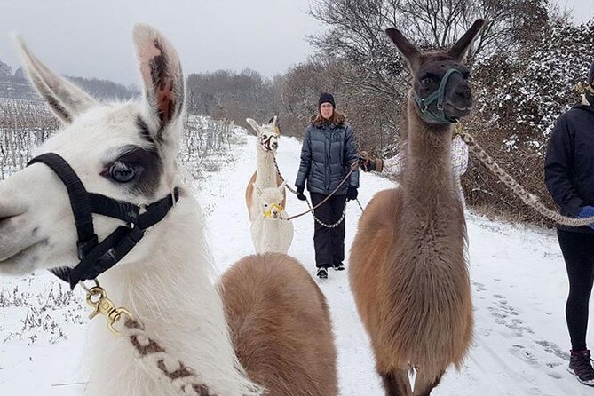 Alpaca and llama hike Moedling near Vienna - Should you book Karina Pöschl’s Alpaca and Llama Hike near Vienna?