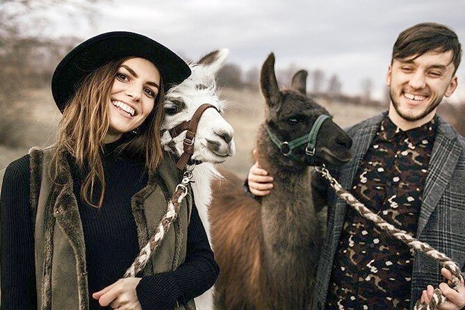 Alpaca and llama hike Moedling near Vienna - How the 2-hour hike works with your own alpacas and llamas