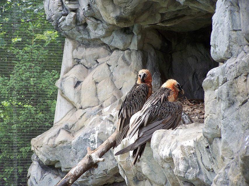 Combi Entrance Ticket to Alpine Zoo and Hungerburg - Price and value: how $27 turns into a real outing