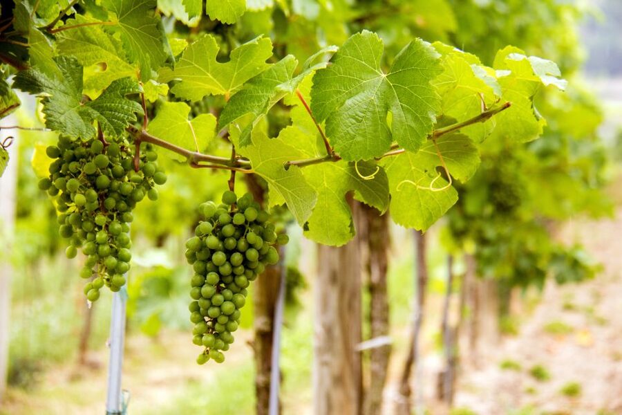Grape Grazing: Wachau Valley Winery Biking Tour - Bikes, weather, and what to pack without overthinking it