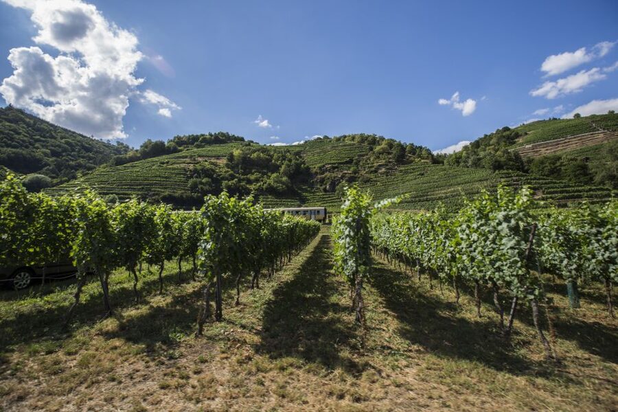 Grape Grazing: Wachau Valley Winery Biking Tour - Krems to Dürnstein: first pedals in wine country