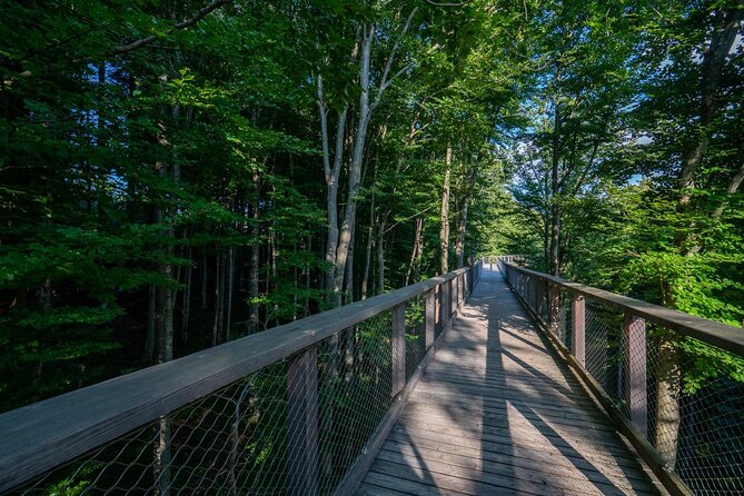 Immersive Private Tour: Hallstatt After the Crowds & Treetop Path - Baumwipfelpfad treetop walk: the 39-meter wow moment