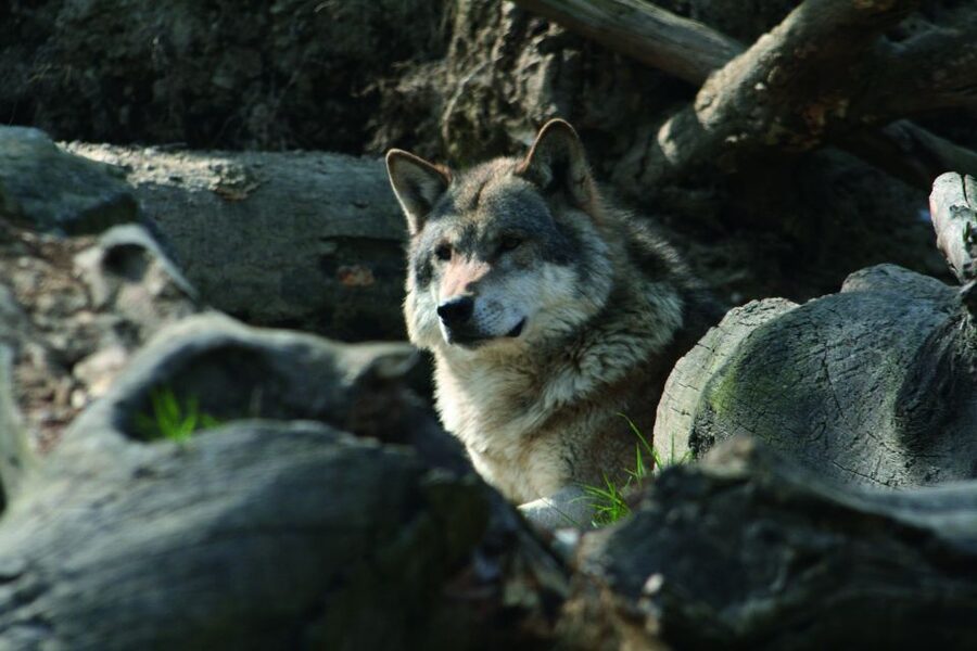 Innsbruck: Alpenzoo & Top of Innsbruck Combination Ticket - Who should book this, and who might want a different plan
