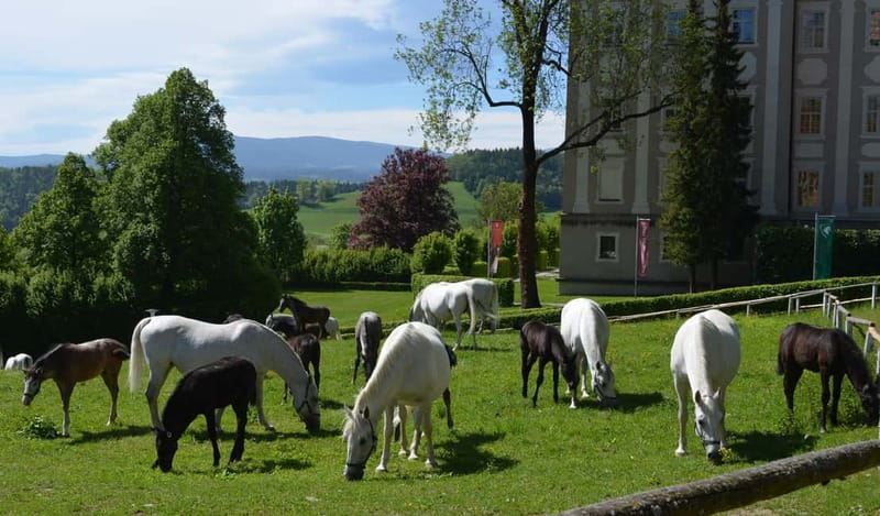 Lipizzaner Stud Piber: Guided Tour - Key highlights to look for