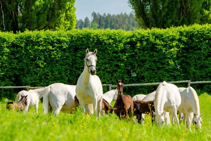Lipizzaner Stud Piber: Guided Tour - Watching Foals in Their First Months (and Why It Matters)