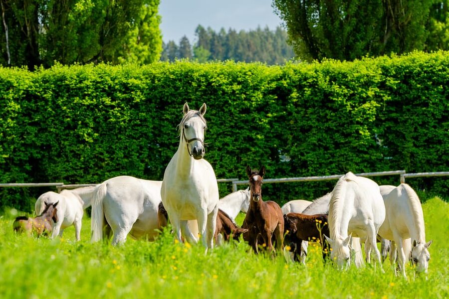 Lipizzaner Stud Piber: Guided Tour - Riding Hall Training Sessions With Horses and Riders