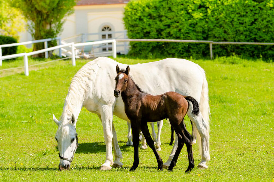 Lipizzaner Stud Piber: Guided Tour - Children’s Adventure Path Around the Stud