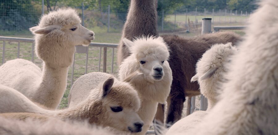 Mödling/Vienna: Scenic Guided Hike with Alpacas and Llamas - Mödling, not Vienna City Center, is the real reason to go