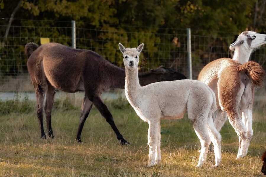 Mödling/Vienna: Scenic Guided Hike with Alpacas and Llamas - The first walk leg through woods and vineyard edges