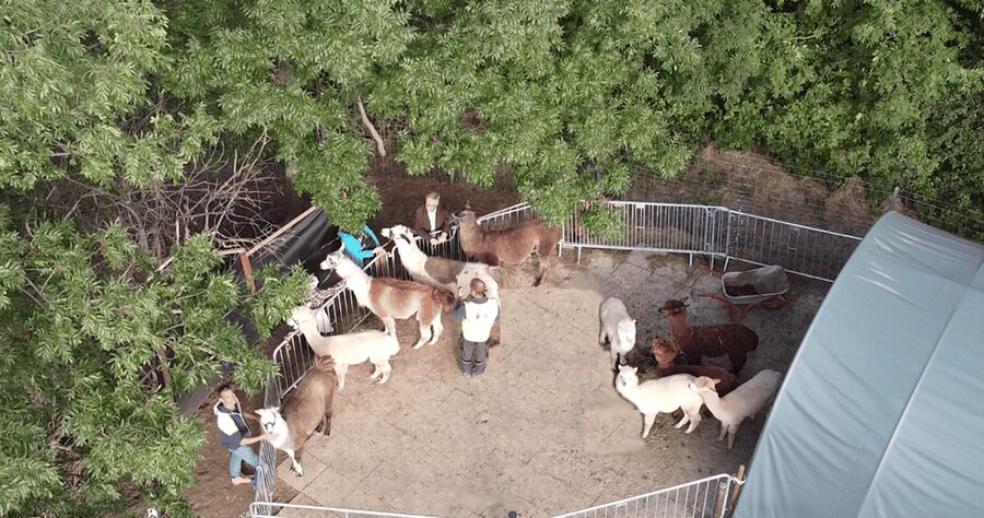 Mödling/Vienna: Scenic Guided Hike with Alpacas and Llamas - The second walk segment: keep it slow, enjoy the scenery
