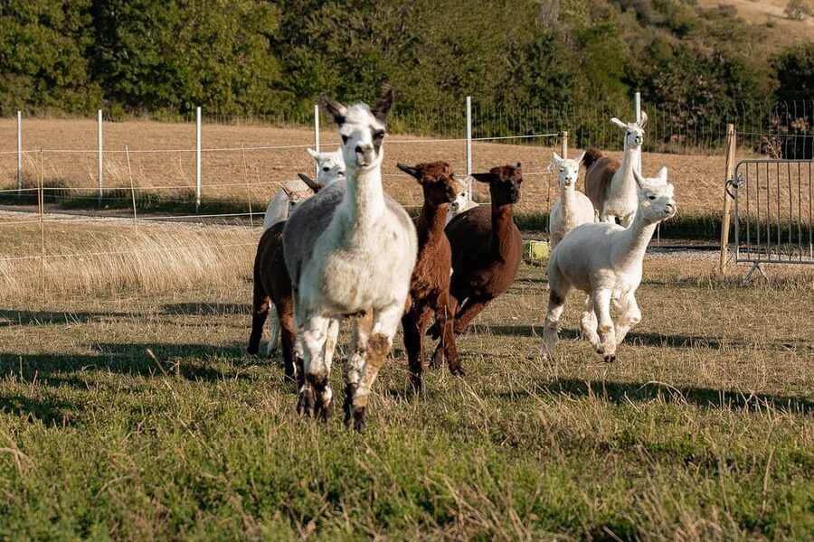 Mödling/Vienna: Scenic Guided Hike with Alpacas and Llamas - Price and value: is $58 for two hours worth it?
