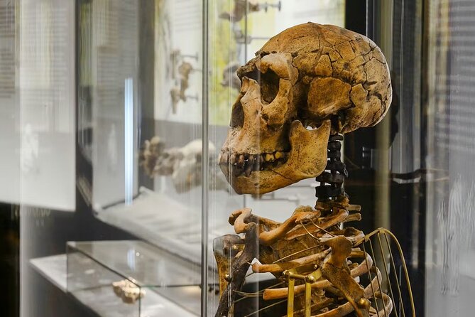 Natural History Museum Vienna Entry Tickets - Dinosaur Fossils and Rock Collections: The Big Draw