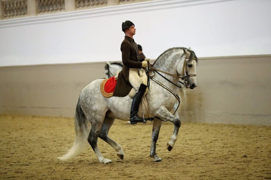 Performance Of The Lipizzans At Spanish Riding School - Key Points to Know Before You Go