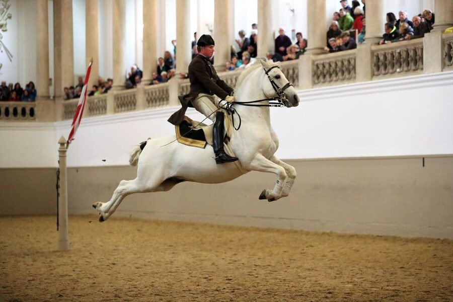Performance Of The Lipizzans At Spanish Riding School - The High School Movements You’ll Want to Watch for