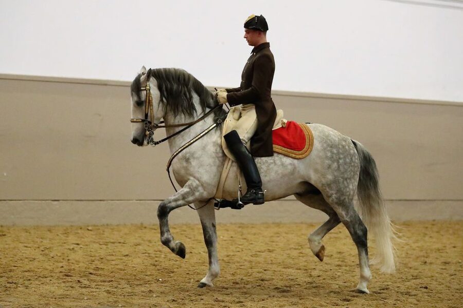Performance Of The Lipizzans At Spanish Riding School - FAQ