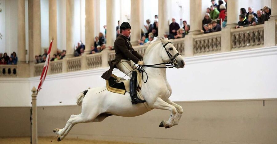 Performance Of The Lipizzans At Spanish Riding School - Lipizzans and the 450-Year Haute Ecole Tradition
