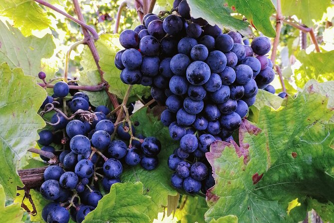 Private Vienna Woods Wine Tour - What makes this tour feel worth the money