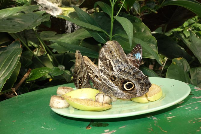 Schmetterlinghaus - Imperial Butterfly House Vienna Admission Ticket - The butterflies up close: how to get the best viewing