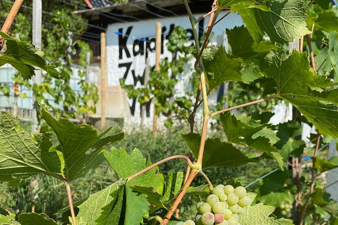 Taste and Tour Small Organic Wineries with a Winemaker - Key Things You’ll Remember From This Winemaker Tour