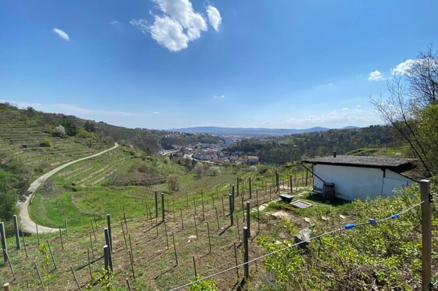 Taste and Tour Small Organic Wineries with a Winemaker - Quick practical notes before you go