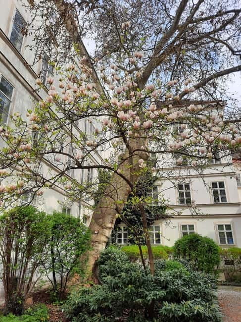 Vienna: Hidden courtyards Guided walking tour - Meeting point clarity: find Zahnwehherrgott and the Haas&Haas teahouse