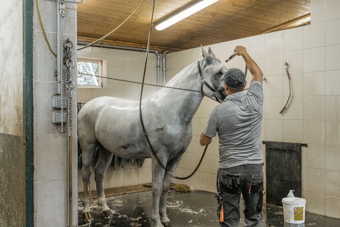 Vienna Horse-drawn Carriage Guided Tour - The Horses and Coachmen Routine: Why This Part Feels Authentic