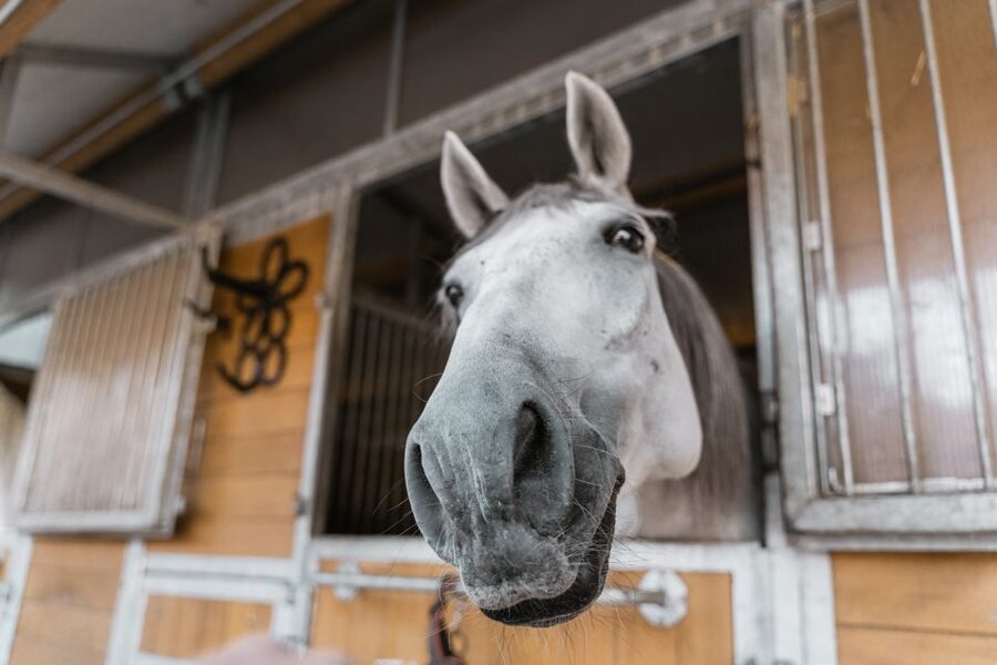 Vienna: Secrets of the Fiaker & Horse-Drawn Carriage Ride - Sights on the route and where you get dropped off