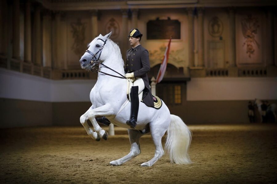 Vienna: Spanish Riding School 45-Minute Performance Show - Standing vs gallery tickets: How to choose the right view