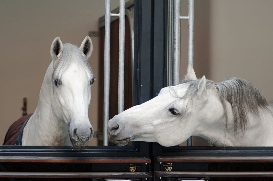 Vienna Spanish Riding School Guided Tour - Why this 55-minute tour feels bigger than it is