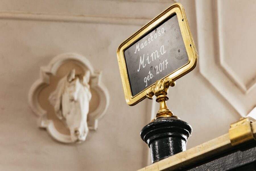 Vienna Spanish Riding School Guided Tour - Stallburg: the Renaissance centerpiece and the Lipizzaner stables