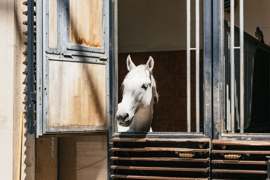 Vienna Spanish Riding School Guided Tour - The guides: English or German, and plenty of questions