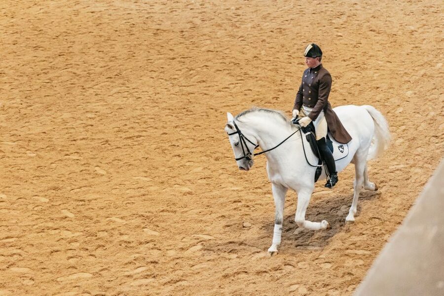 Vienna: Spanish Riding School Training - Price and Value: Why $20 Works So Well Here