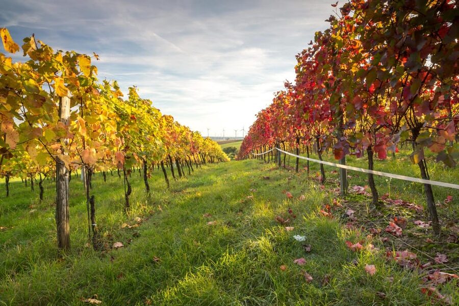 Vienna: Vienna Woods Tour with Underground Lake and Wine - The scenic drive through Lower Austria: more than just getting there