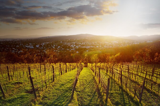 Vienna Wine Experience - The vineyard viewpoint and the moment Vienna changes