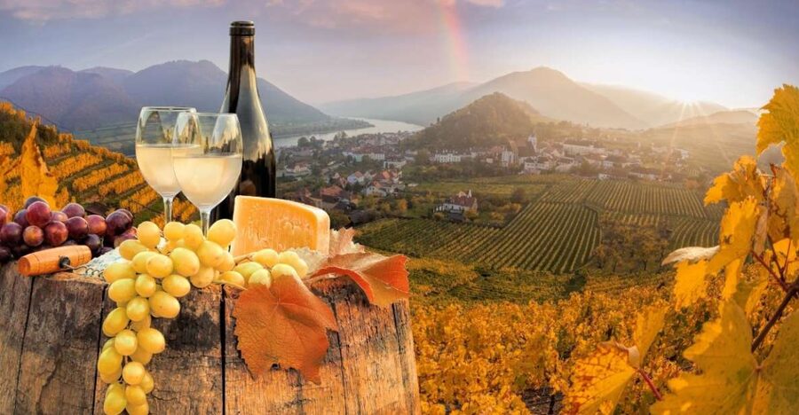 Vienna: Winery and Wine Tasting Tour with a Wine Expert - The 2-Hour Option: Four Wines With Red, White, and Rosé-Lite Choices