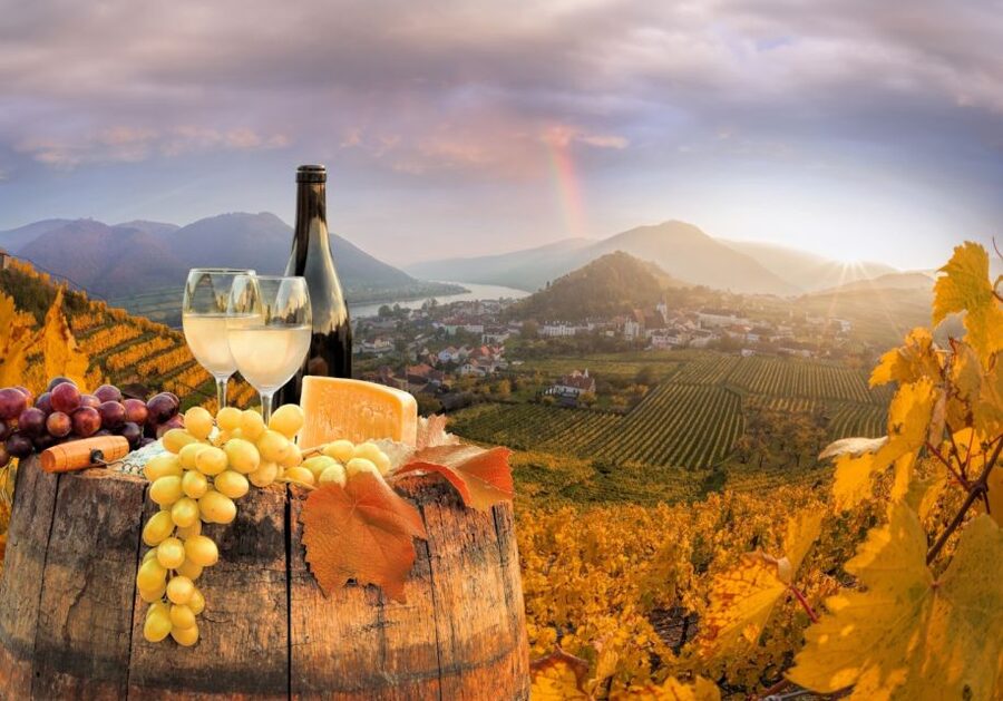 Vienna: Winery and Wine Tasting Tour with a Wine Expert - Who This Tour Fits Best (and Who Might Skip It)